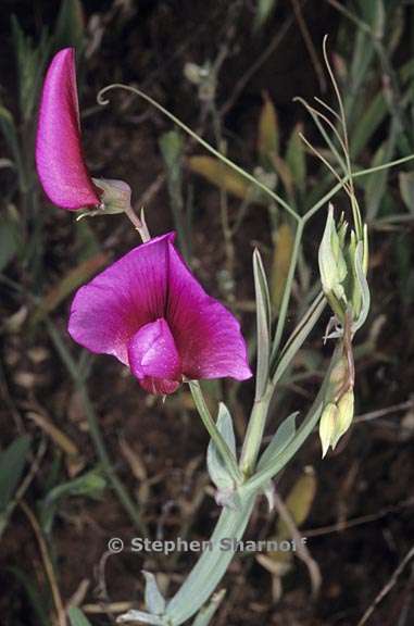 lathyrus tingitanus 2 graphic